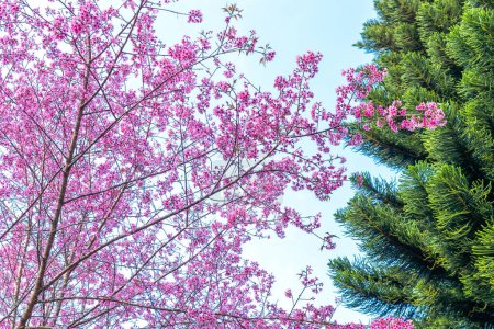 Rama de albaricoque cereza florece brillantemente en una mañana de primavera con un fondo de cielo azul
