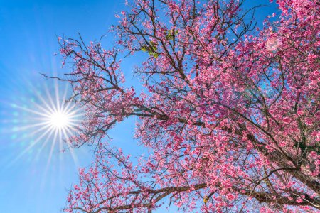 Kirschapricot Zweig blüht brillant an einem Frühlingsmorgen mit blauem Himmel Hintergrund