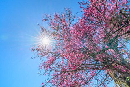 Photo for Cherry apricot branch blooms brilliantly on a spring morning with a blue sky background - Royalty Free Image