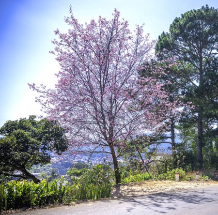 Cerisier fleurissant le long de la route à la périphérie de Da Lat, Vietnam par un matin paisible et ensoleillé de printemps