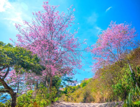 Cerezo floreciendo a lo largo de la carretera en las afueras de Da Lat, Vietnam en una tranquila mañana soleada de primavera