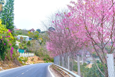 Kirschbaum blüht am Straßenrand am Stadtrand von Da Lat, Vietnam an einem friedlichen, sonnigen Frühlingsmorgen