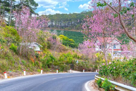 Cerezo floreciendo a lo largo de la carretera en las afueras de Da Lat, Vietnam en una tranquila mañana soleada de primavera