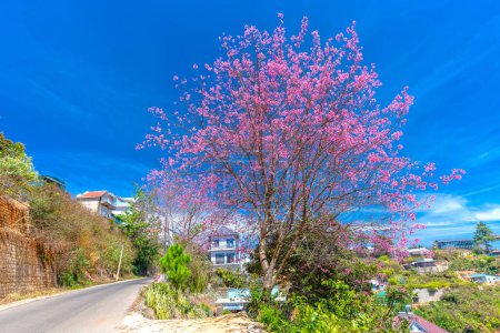 Cherry tree blooming along the roadside on the outskirts of Da Lat, Vietnam on a peaceful sunny spring morning