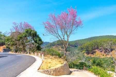 Cherry tree blooming along the roadside on the outskirts of Da Lat, Vietnam on a peaceful sunny spring morning