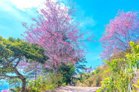 El cerezo florece en un cementerio en las afueras de Da Lat, Vietnam en una hermosa y pacífica mañana de primavera..