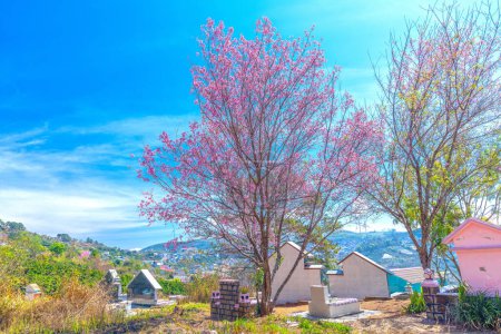 The cherry blossom tree blooms in a hillside cemetery on the outskirts of Da Lat, Vietnam on a beautiful, peaceful spring morning.