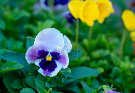 Pansy flowers natural pattern at Da Lat countryside, Vietnam, relax landscape