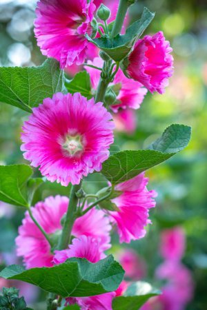 Flores de Alcea setosa florecen en la primavera 2024 jardín ecológico de la mañana
