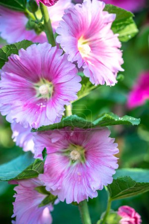 Flores de Alcea setosa florecen en la primavera 2024 jardín ecológico de la mañana