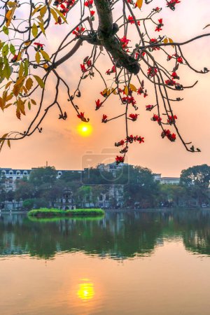 Blooming bombax ceiba branches at Hoan Kiem lake. Turtle Tower  sunset sky on background
