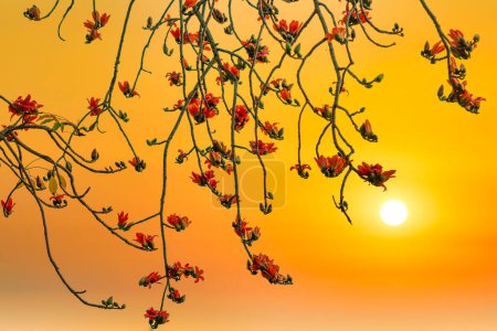 Blooming bombax ceiba branches on sunset sky background