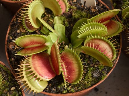 Photo for Carnivorous plant Dionaea Muscipula, know as Venus flytrap. It catches insects with a trapping structure formed by the terminal portion of the leaves - Royalty Free Image