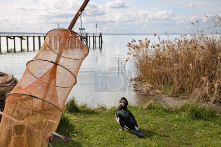Trasimenischer See, Magione, Perugia, Umbrien, Italien: Blick auf das Ufer mit einer Moskauer Ente und einer Fischfalle im Hafenbecken von Sant 'Arcangelo