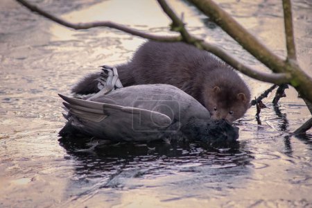 Téléchargez les photos : A wild mink has caught and is feeding on a coot. It is on an ice covered pool - en image libre de droit