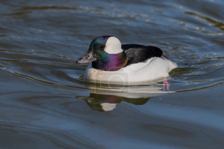 Photo for A close up of a  bufflehead duck, Bucephala albeola, as it is swimming. It has water droplets on its head and the sun shows the iridescent feathers - Royalty Free Image