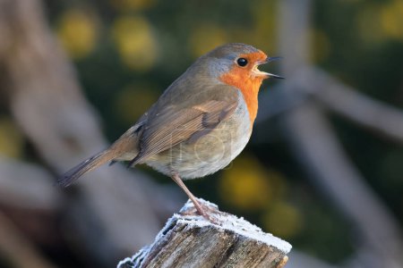 Foto de A profile portrait of a robin. It id perched on a snow covered tree stump singing. Its beak is wide open - Imagen libre de derechos