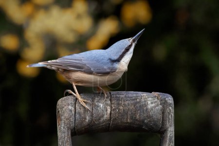 Foto de A close up image of a nuthatch, Sitta europaea, as it looks up for predators. It is perched on an old wooden fork handle - Imagen libre de derechos