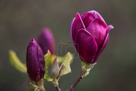 Foto de Una fotografía de cerca de una flor magnolia genio. Hay dos cabezas fuera de foco en la imagen en varias etapas de apertura. - Imagen libre de derechos