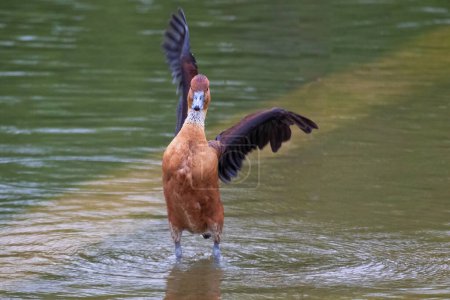 Photo for A close up of a fulvous whistling duck. It is standing in shallow water facing forward. One wing points up and the other points to the right - Royalty Free Image