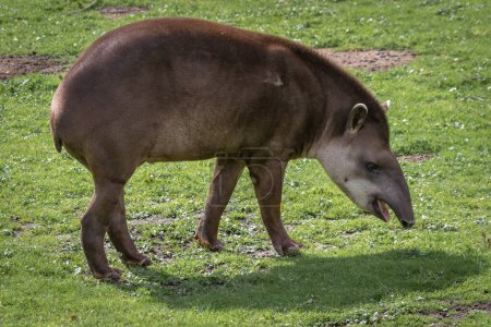 Photo for A close up of a tapir animal. This is a full portrait of the mammal and has space for text all around it - Royalty Free Image
