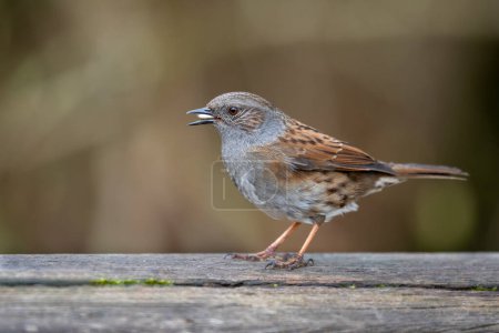a close up portrait of a dunnock, Prunella modularis. Also known as a hedge sparrow it has seed in its beak