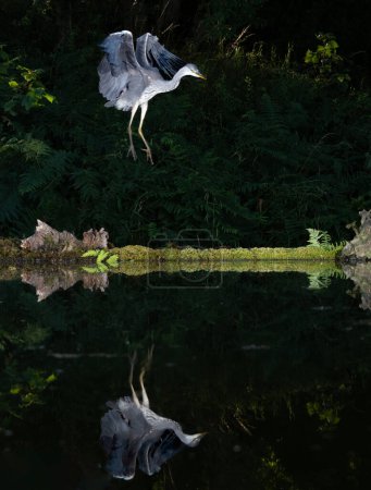 Captured at night, a grey heron, Ardea cinerea, comes in to land with spread wings and reflection in still water of a pool