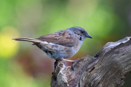 A close up of a dunnock, Prunella modularis, on an old log. It is also known as a hedge sparrow