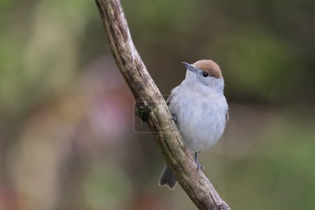 Photo for A close up of a female blackcap. Sylvia atricapilla, as she is perched on a branch with natural out of focal background - Royalty Free Image
