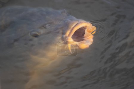 A very close image of the head only of  a large carp as it comes to the surface of the water. Its mouth is wide open  as it breaks the surface