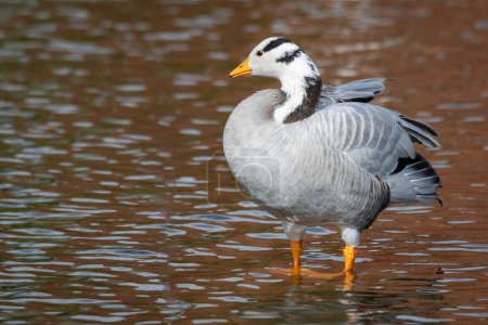 A close up of a bar headed goose, Anser indicus, as it stands in the shallow water of a pool