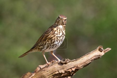 A close up portrait of a song thrush as it stands on an old branch looking at the camera. A natural out of focus background has space for text