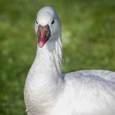 A close up portrait of a ross's goose. It shows the head, neck and top of body. Out of focus grass forms the background with space for text