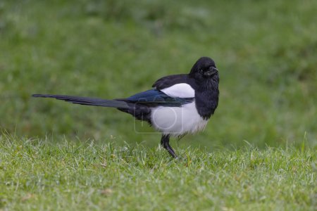 Standing on the grass is a magpie, Pica pica. It is standing side ways on with its head turned towards the camera. There is space for text around it.