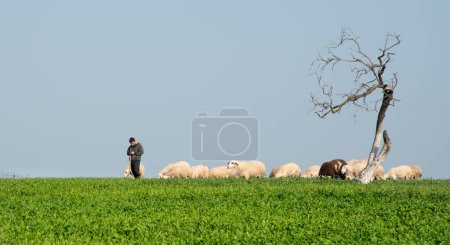 Photo for Nicosia, Cyprus, February 19 2022: Shepherd man with goat herd feeding animals on grassland outdoor - Royalty Free Image