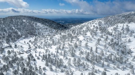 Drone paisaje aéreo de montaña nevado bosque paisaje cubierto de nieve. Invierno Troodos montañas Chipre