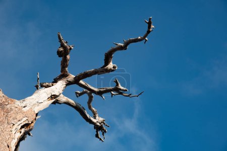 Abgestorbener trockener Baum mit blattlosen Ästen vor blauem Himmel. mit Kopierraum.