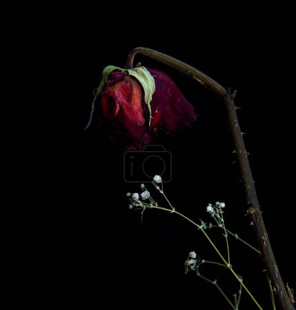 Flor de rosa roja marchita sobre fondo negro. Flor descolorida sin vida. Dolor y depresión.