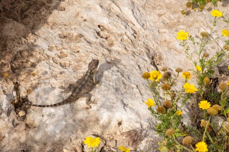 Photo for Starred agamas cyprus lizard on the ground. Reptile on a rocky surface. Animal in wild. - Royalty Free Image