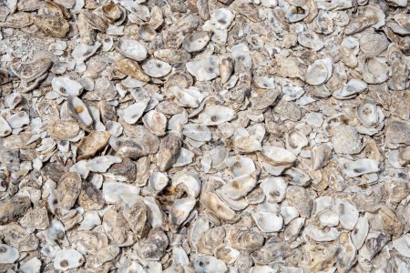 Photo for Pile of Oyster shells fish food disposal. Healthy seafood. - Royalty Free Image