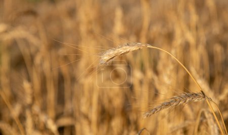 Téléchargez les photos : Gros plan d'une plante céréalière prête à être récoltée. Aliments et ingrédients du pain. - en image libre de droit