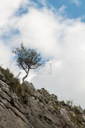 Téléchargez les photos : Forêt solitaire sur la falaise rocheuse contre un ciel nuageux. Espace de copie pour le texte. Les arbres dans la nature - en image libre de droit