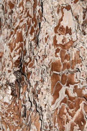 Téléchargez les photos : Textures et détails d'un vieux tronc d'arbre. Nature bois fond de surface. - en image libre de droit