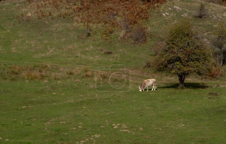 Photo for Domesticated cow gazing on grassland in a green meadow in autumn. Greek farmland - Royalty Free Image