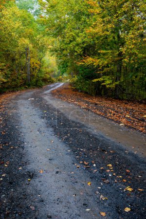 Téléchargez les photos : Route forestière d'automne. Vue de la route forestière d'automne avec des feuilles tombées Paysage de la saison d'automne. Épire Grèce - en image libre de droit