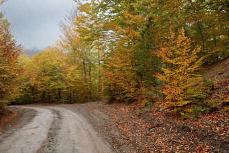 Téléchargez les photos : Route forestière d'automne. Vue de la route forestière d'automne avec des feuilles tombées Paysage de la saison d'automne. Épire Grèce - en image libre de droit