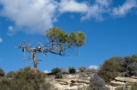 Téléchargez les photos : Pin unique contre ciel nuageux bleu dans la colline. Arbres et ciel dans la forêt - en image libre de droit