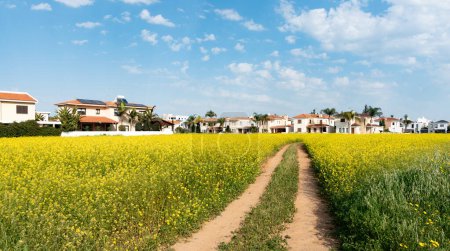 Residential district near a yellow blooming meadow field with luxury houses. Rural road crossing the field. Blue cloudy sky. Nicosia Cyprus