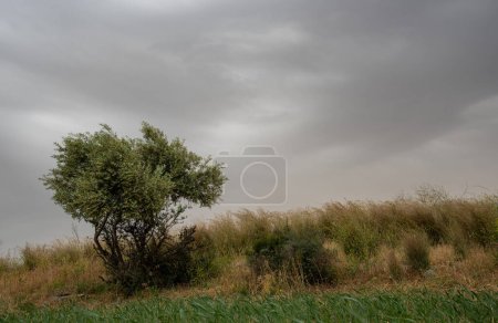 Photo for Lonely olive tree on a meadow field. Cloudy stormy sky, copy space - Royalty Free Image