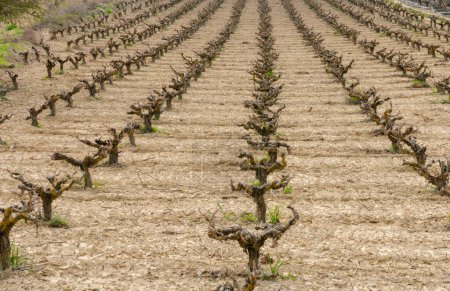 Rows of pruned bare grape vines in early spring, prepared for upcoming budding.